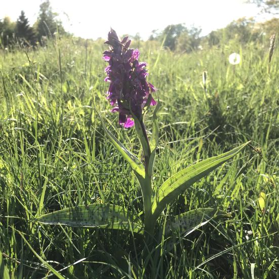Blomster på eng