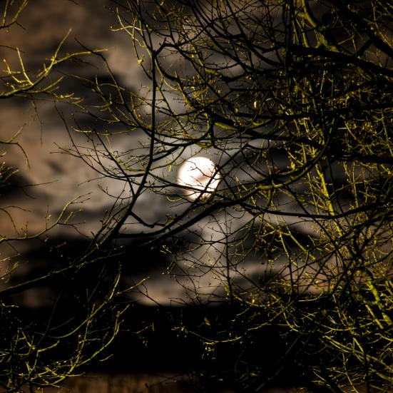 Nattehimmel med måne og træer