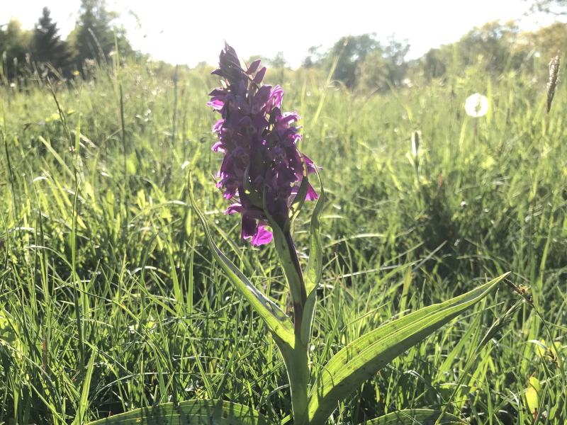 Blomster på eng