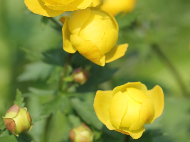 Engblomme