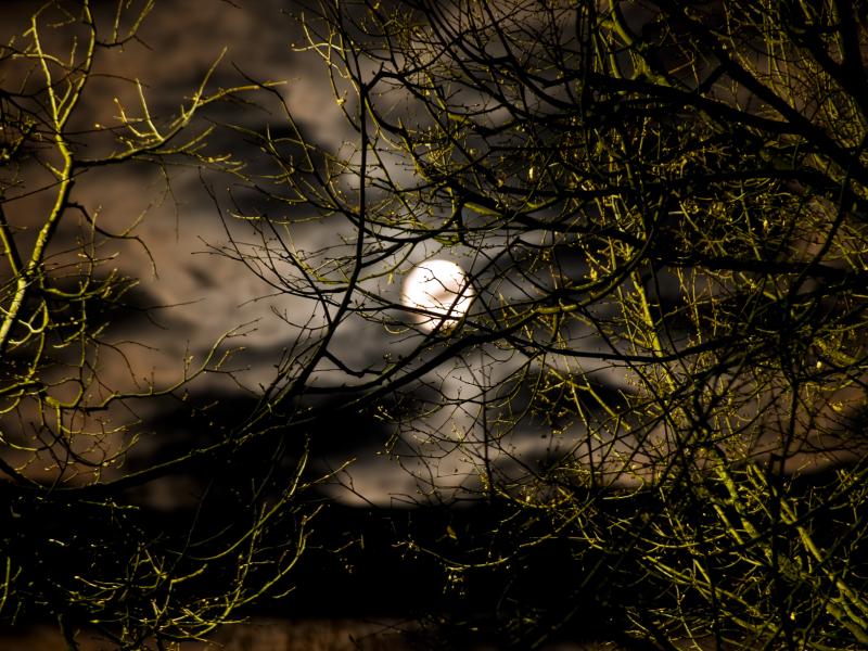 Nattehimmel med måne og træer