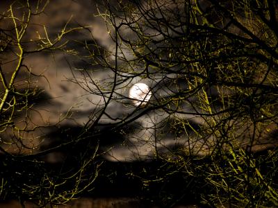 Nattehimmel med måne og træer