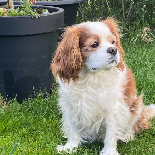 Fotografi af Læsehunden Ivan