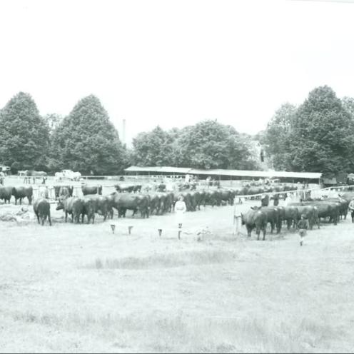 Foto af Dyrskuepladsen  i Sorø 1953-56