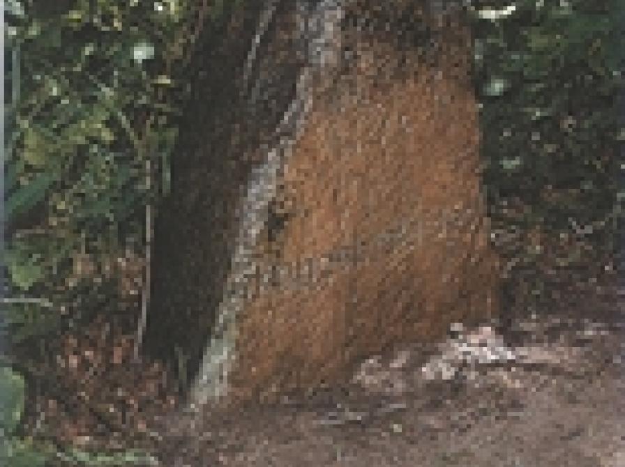 Kongebrokilden