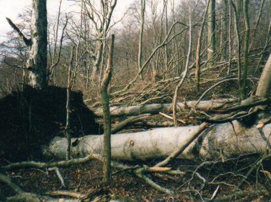 foto af væltede træer i Suserup skov